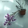 dendrobium nestor..